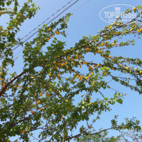 фото из отзыва ID 2325339