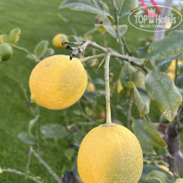 фото из отзыва ID 2325470