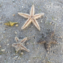 фото из отзыва ID 2325572