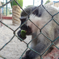 фото из отзыва ID 2326394