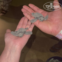 фото из отзыва ID 2327576