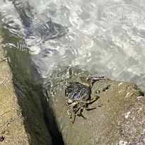 фото из отзыва ID 2328870