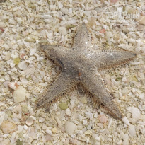 фото из отзыва ID 2324592