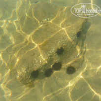 фото из отзыва ID 233032