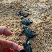 фото из отзыва ID 2330143