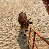 фото из отзыва ID 2330344