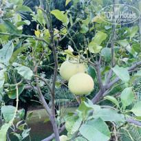 фото из отзыва ID 2330581