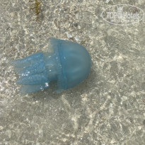 фото из отзыва ID 2332246