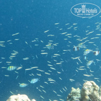 фото из отзыва ID 2332003