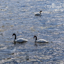 фото из отзыва ID 2333205