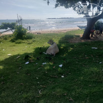 фото из отзыва ID 2333256