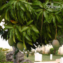 фото из отзыва ID 2335044