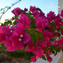 фото из отзыва ID 2335269