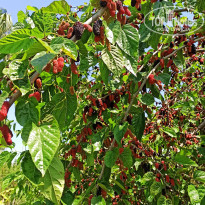 фото из отзыва ID 2336018