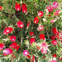 фото из отзыва ID 2336629