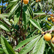 фото из отзыва ID 2336629