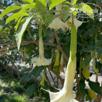 фото из отзыва ID 2337116