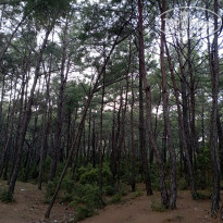 фото из отзыва ID 2337304