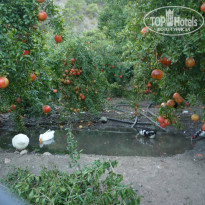 фото из отзыва ID 2338214