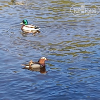 фото из отзыва ID 2338552