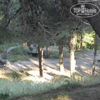 фото из отзыва ID 2338053