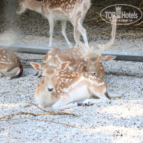 фото из отзыва ID 2338763