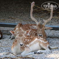 фото из отзыва ID 2338763