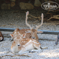 фото из отзыва ID 2338763