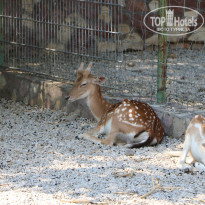 фото из отзыва ID 2338763