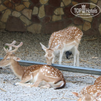 фото из отзыва ID 2338763