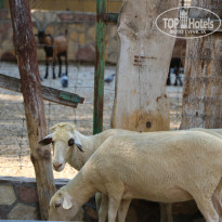 фото из отзыва ID 2338763