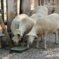 фото из отзыва ID 2338763