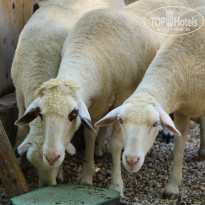 фото из отзыва ID 2338763