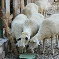 фото из отзыва ID 2338763