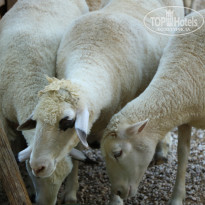 фото из отзыва ID 2338763