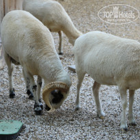 фото из отзыва ID 2338763