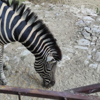 фото из отзыва ID 2338764