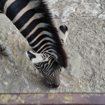 фото из отзыва ID 2338764