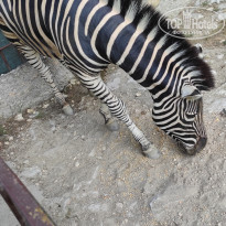 фото из отзыва ID 2338764