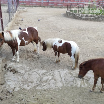 фото из отзыва ID 2338764