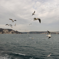 фото из отзыва ID 2338768