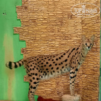 фото из отзыва ID 2339819