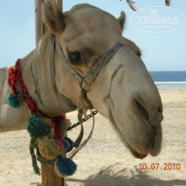 фото из отзыва ID 234406