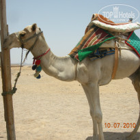 фото из отзыва ID 234406