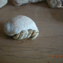 фото из отзыва ID 234406