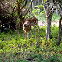 фото из отзыва ID 2340118