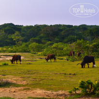 фото из отзыва ID 2340118