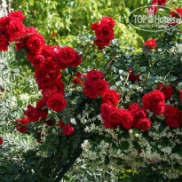 фото из отзыва ID 2340138