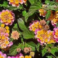 фото из отзыва ID 2340883