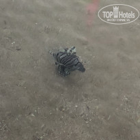 фото из отзыва ID 2345557